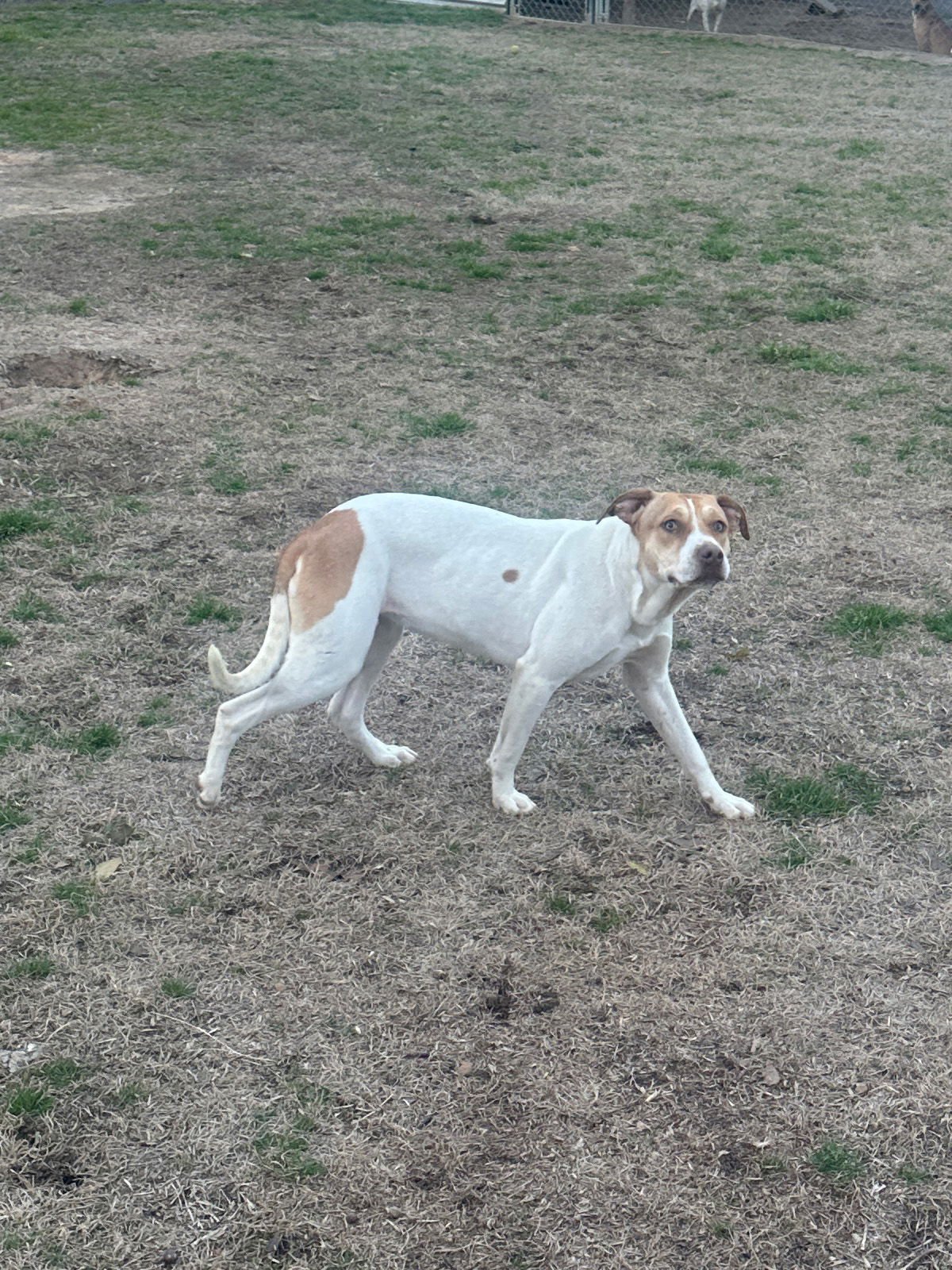 POSEY - Hound available for adoption