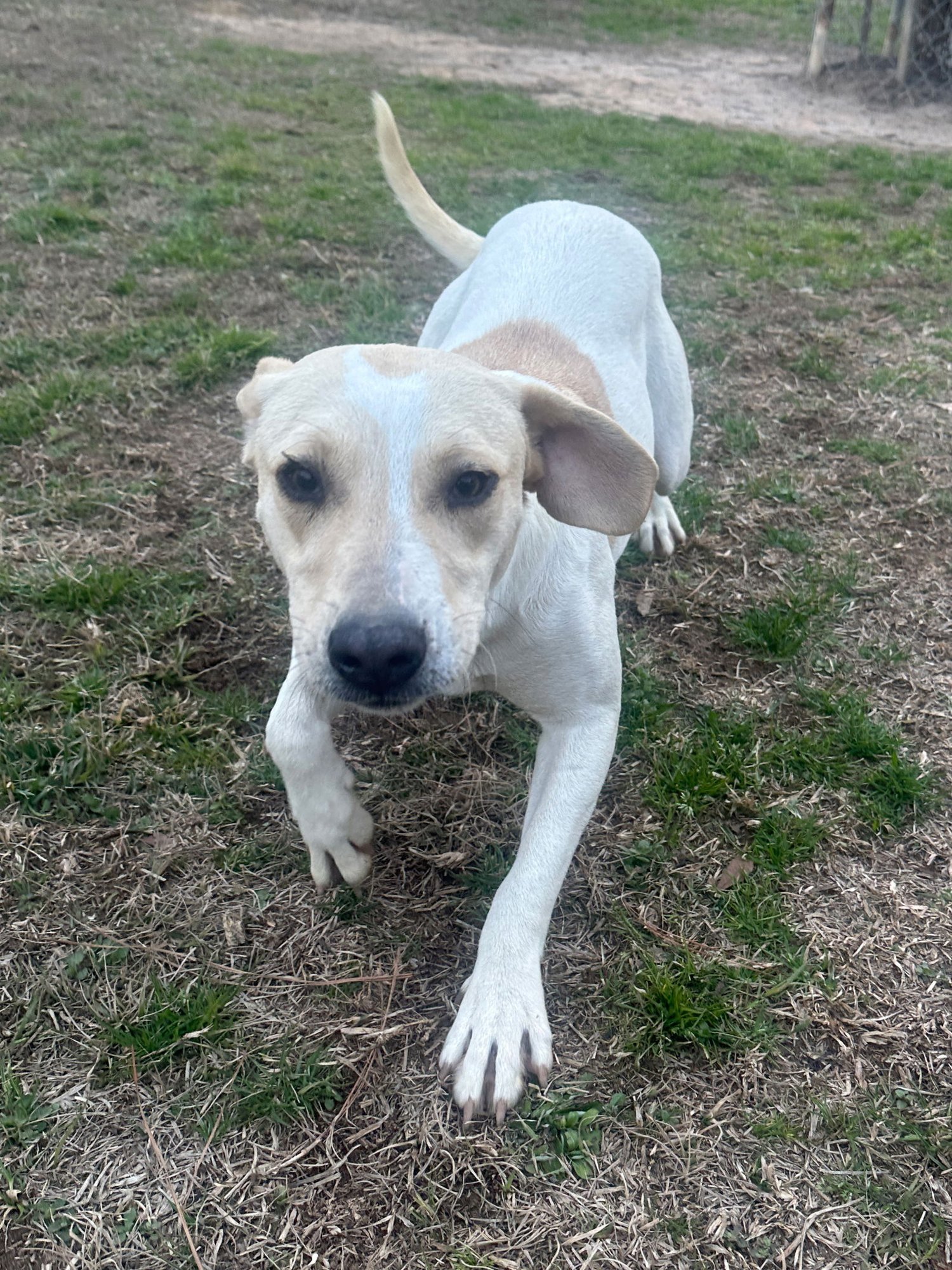 PENNY - Hound available for adoption