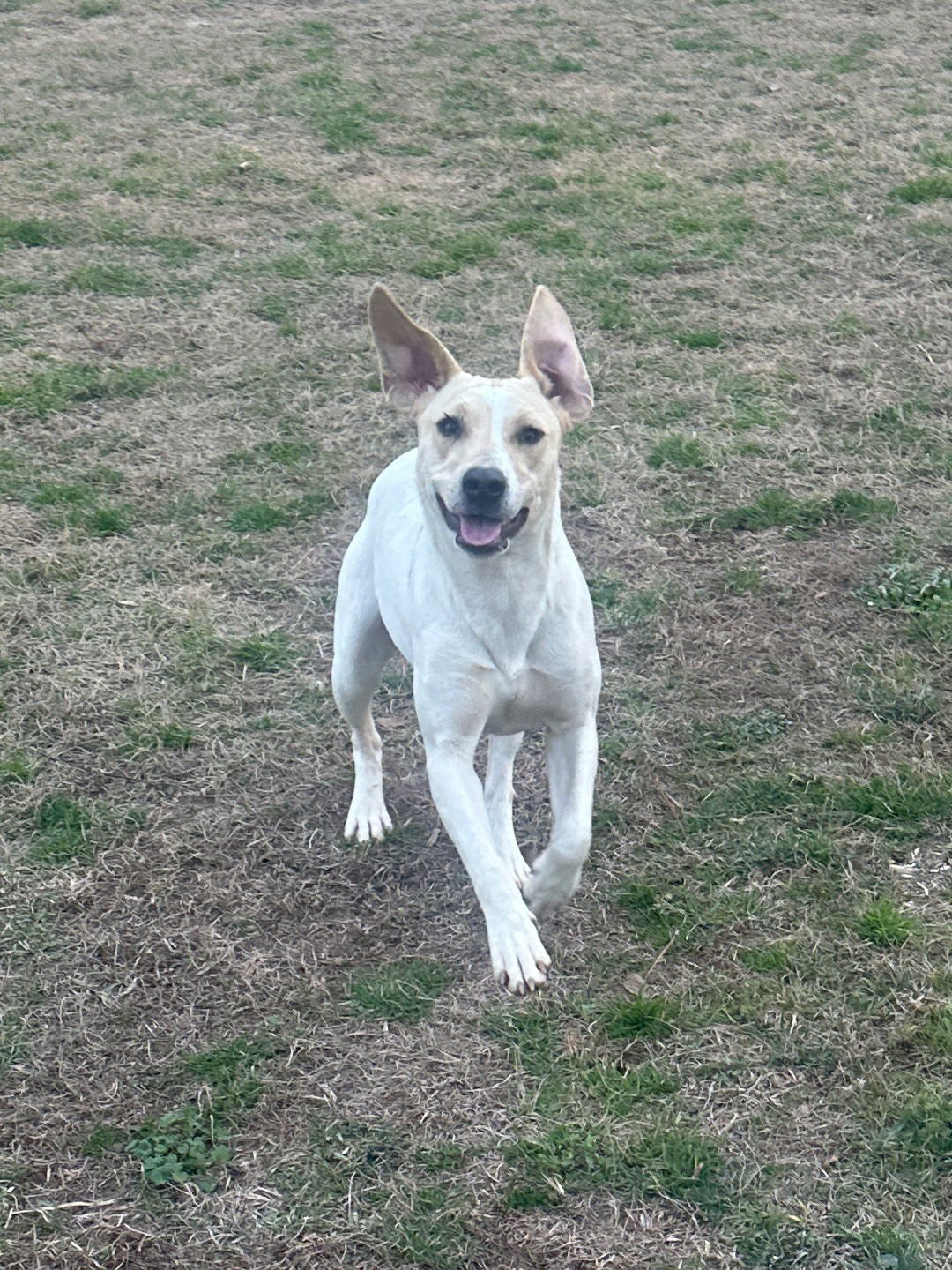 PENNY - Hound available for adoption