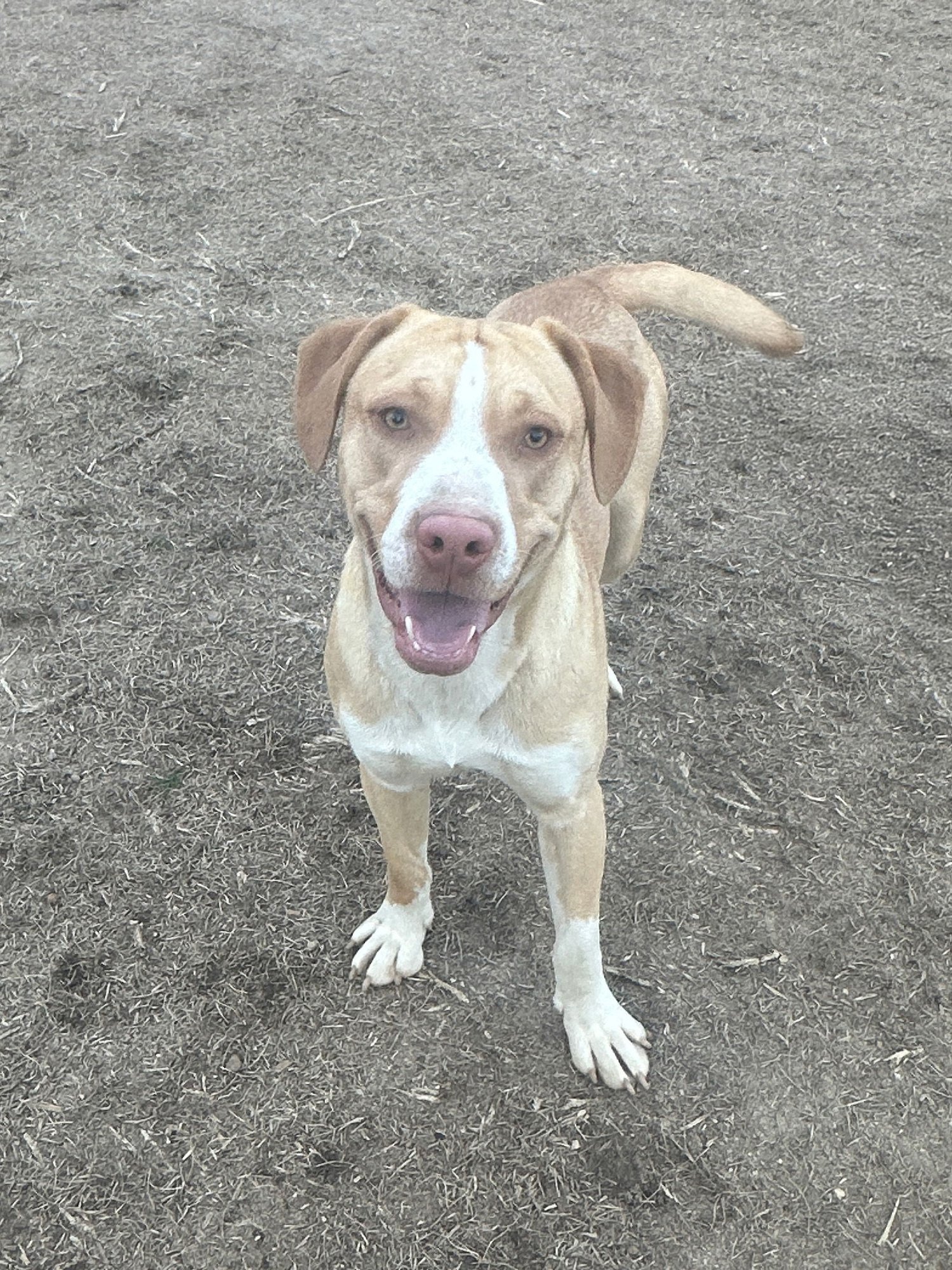 GILBERT - Hound available for adoption