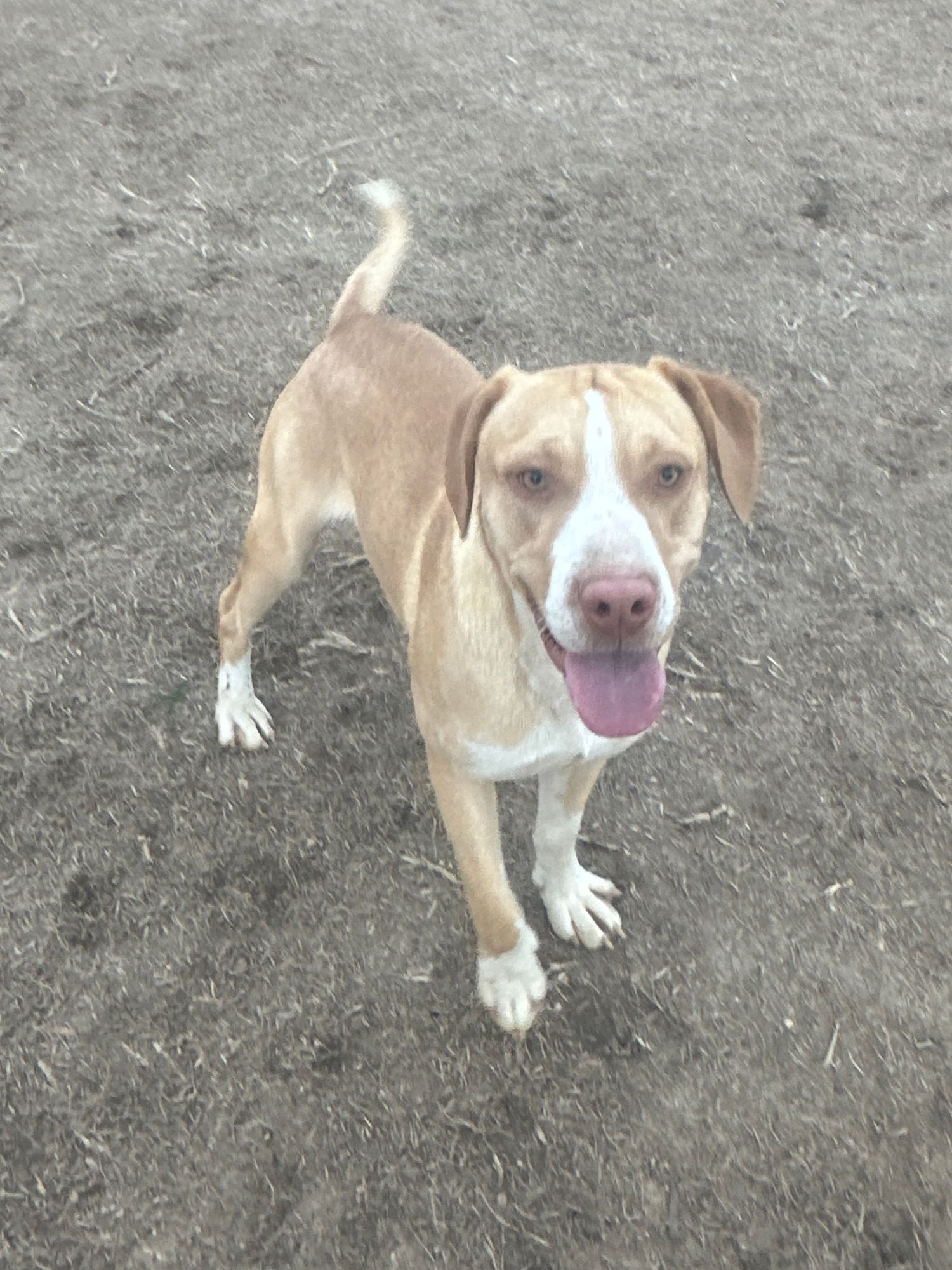 GILBERT - Hound available for adoption