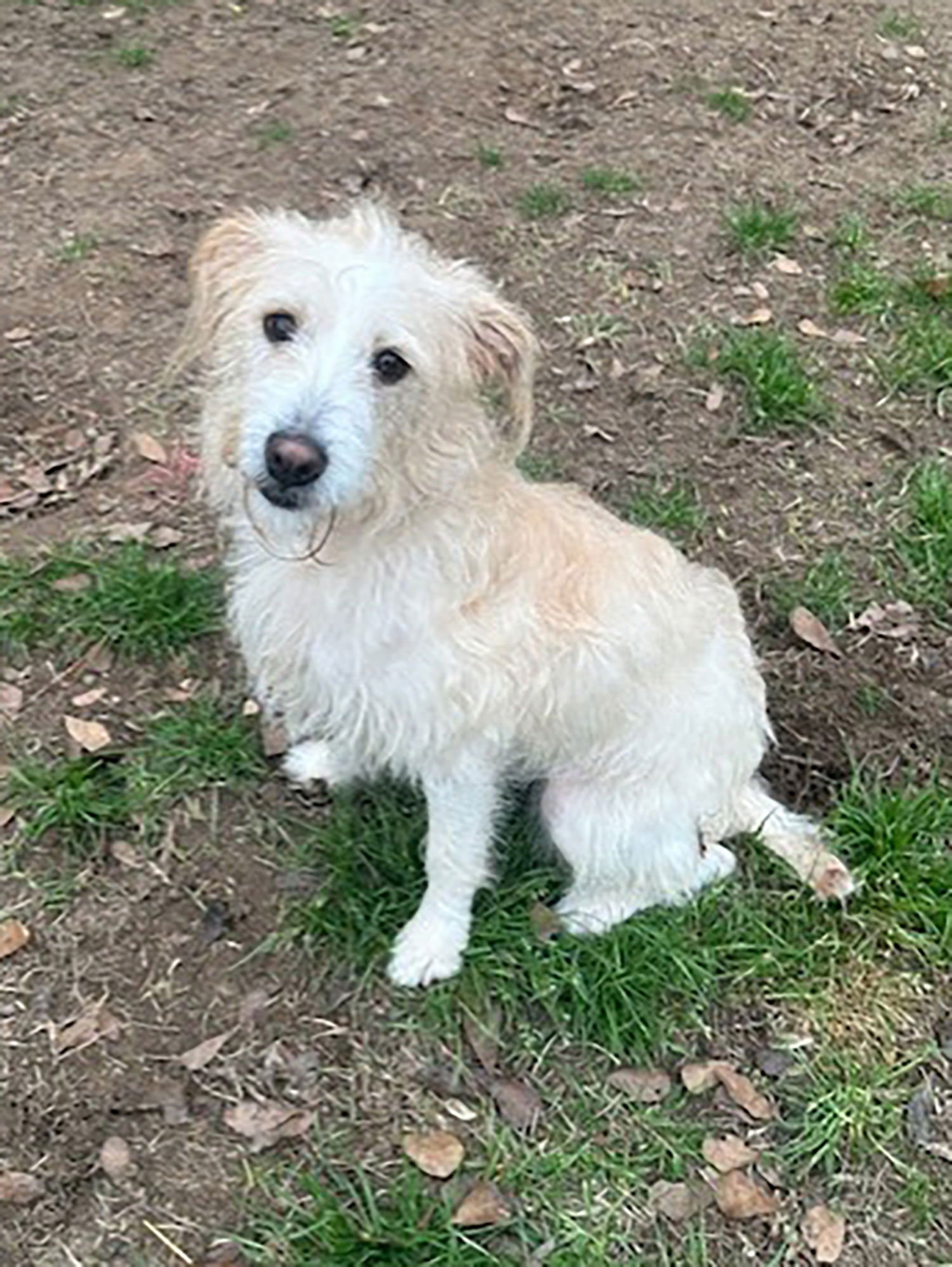 SWEETIE - Poodle (Miniature) available for adoption