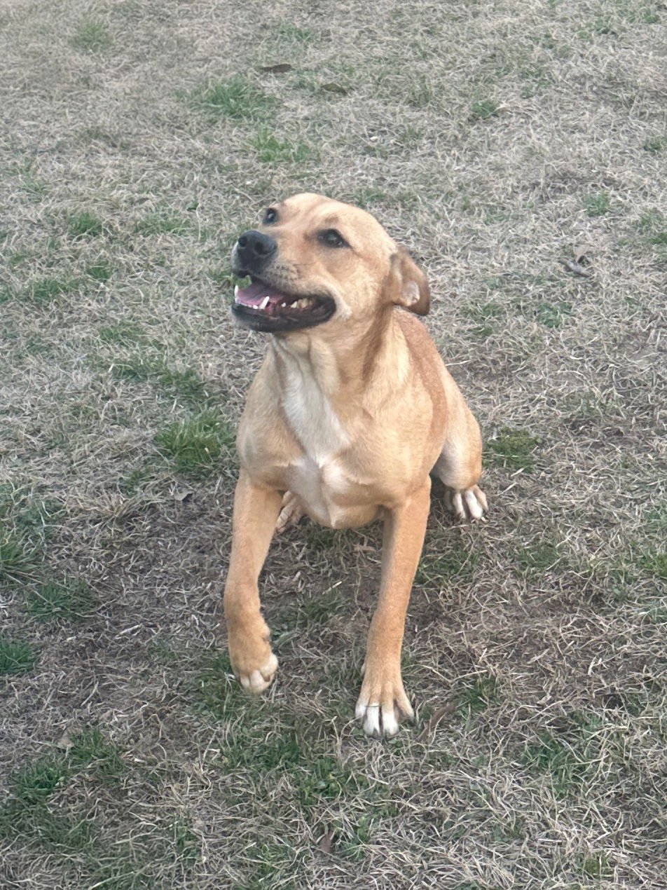 MEADOW - Hound available for adoption