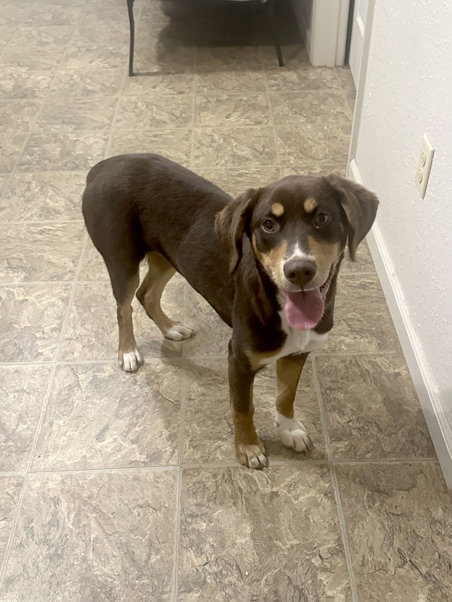 MOCHA - Unknown available for adoption