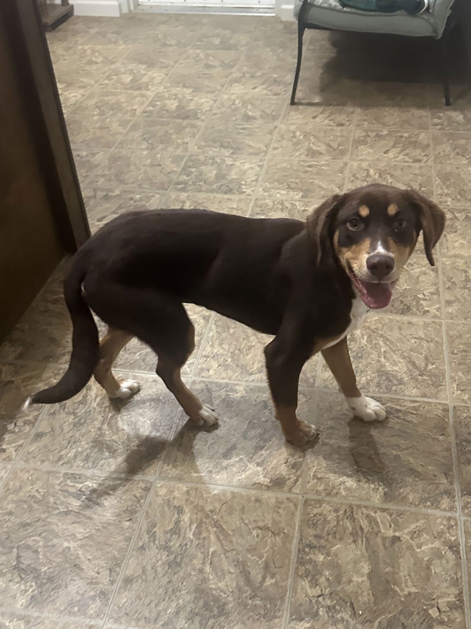 MOCHA - Unknown available for adoption