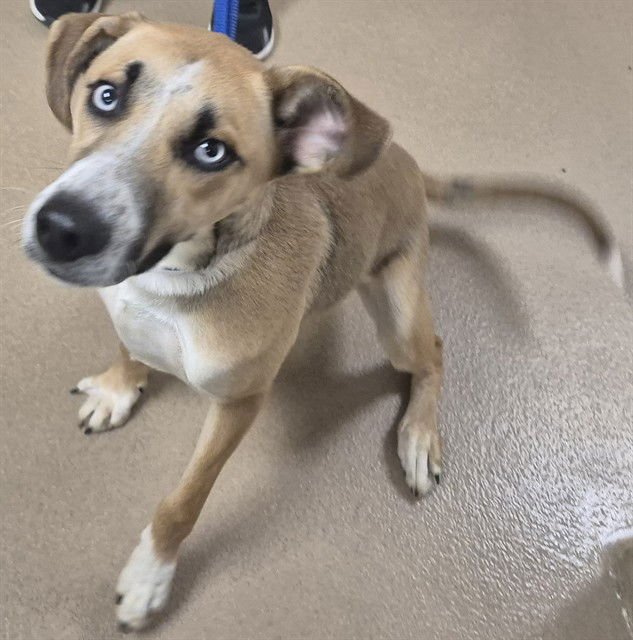 CARROT CAKE - Pointer available for adoption