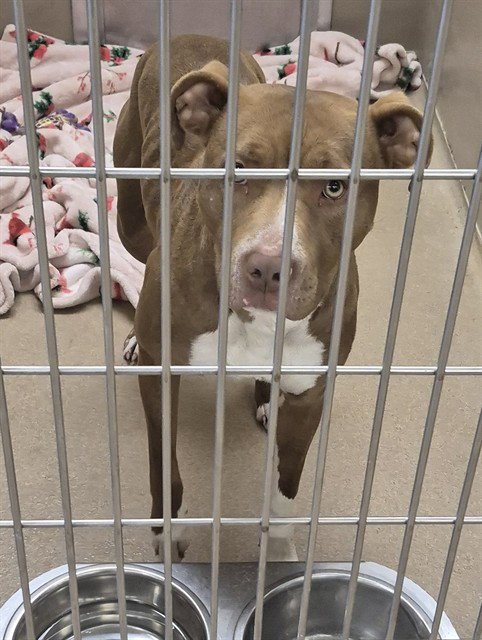 PIGTAILS - Pit Bull Terrier available for adoption