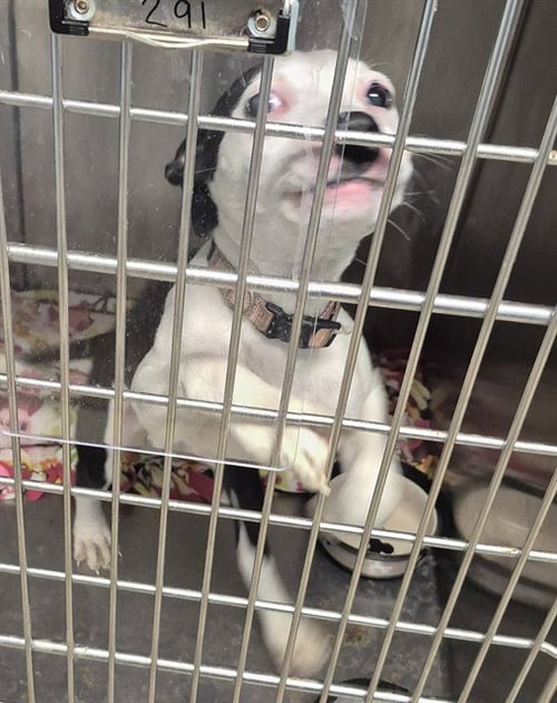 SHARPIE - Pit Bull Terrier available for adoption