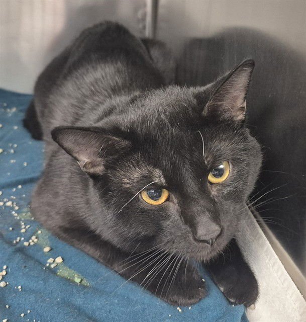 BUDDY - Domestic Short Hair available for adoption