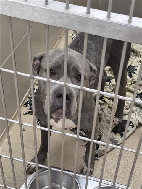 VENUS - Pit Bull Terrier available for adoption
