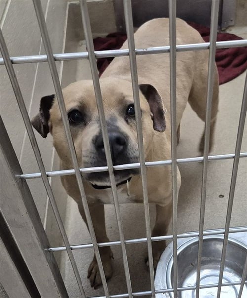 CINNABON - Pit Bull Terrier available for adoption
