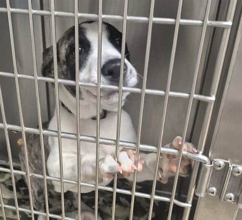 GUY DIAMOND - Pit Bull Terrier available for adoption