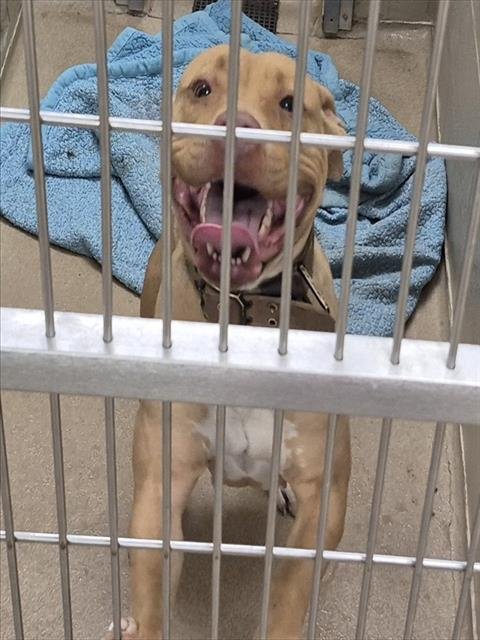 BEYBLADE - Pit Bull Terrier available for adoption