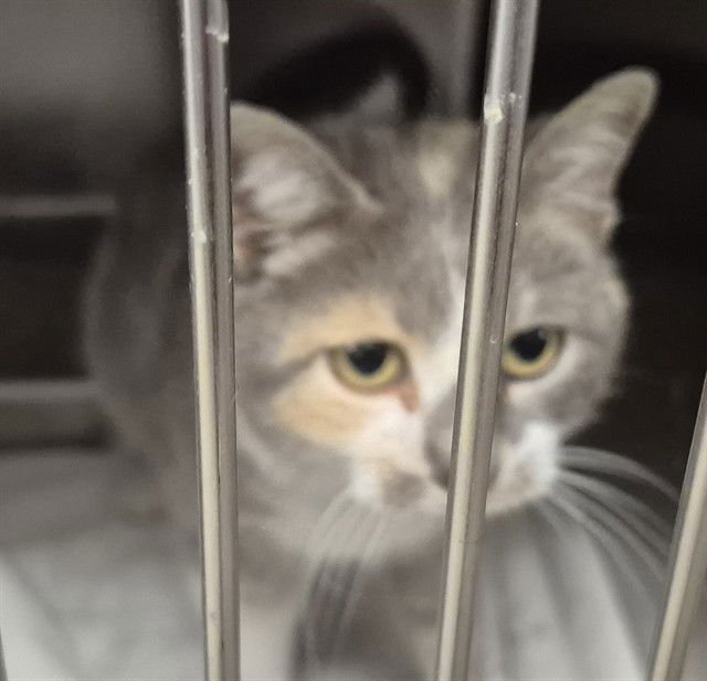 EHARMONY - Domestic Short Hair available for adoption