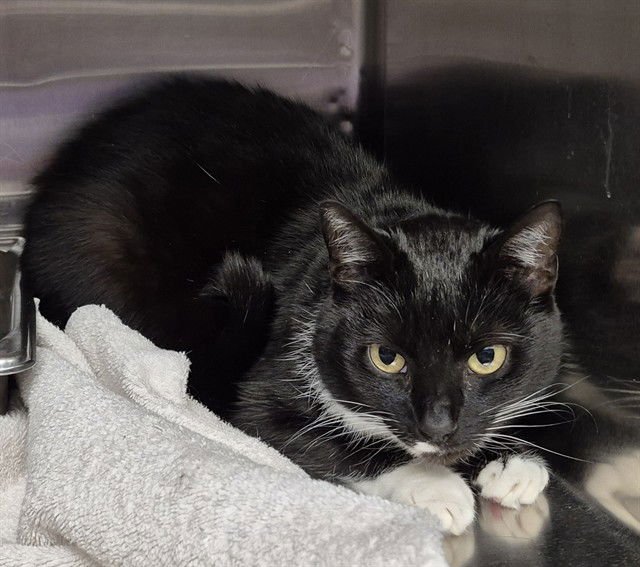 PETRA - Domestic Short Hair available for adoption