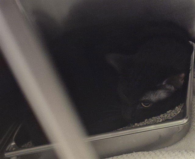 HANSEL - Domestic Short Hair available for adoption