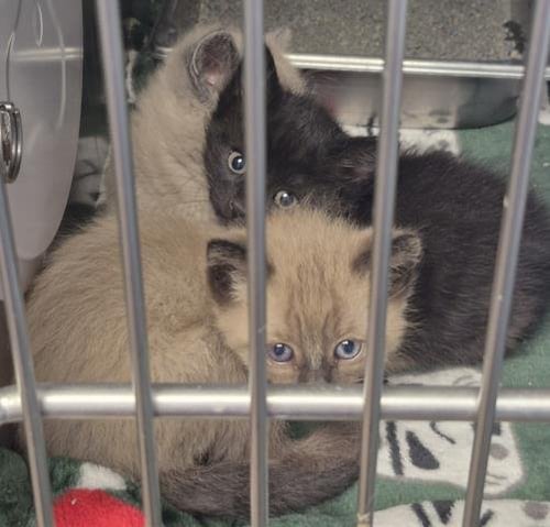 BICKY