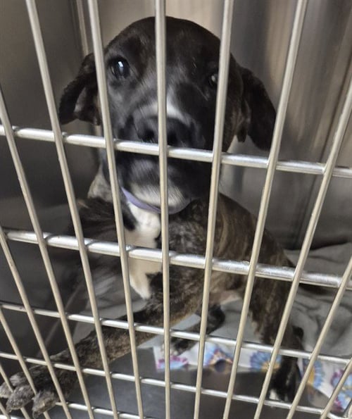LOLLIPOP - Plott Hound available for adoption