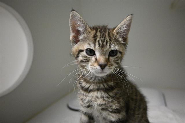 LARRY - Domestic Short Hair available for adoption