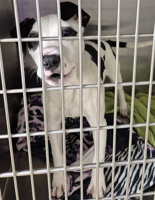 KE$HA - Pit Bull Terrier available for adoption