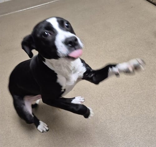 GROG - Labrador Retriever available for adoption