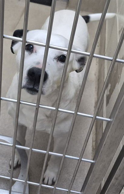 CROC - Pit Bull Terrier available for adoption