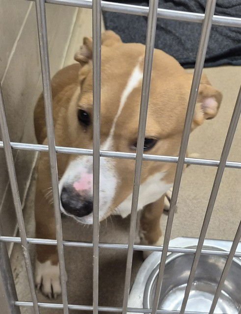 PEANUT BUTTER - Pit Bull Terrier available for adoption