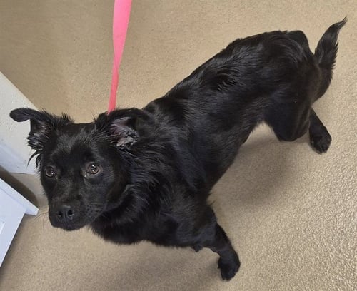 MISSY ELLIOT - Border Collie / Pomeranian available for adoption
