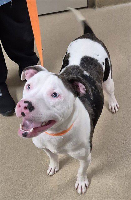 WILBUR - Pit Bull Terrier available for adoption