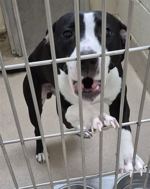 TRAPPER - Pit Bull Terrier available for adoption