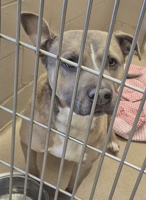CARAMEL LATTE - Pit Bull Terrier available for adoption