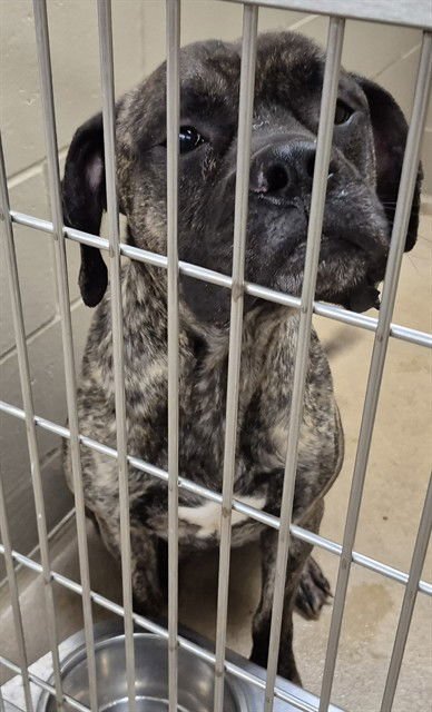 SUGARCANE - Pit Bull Terrier / German Shepherd Dog available for adoption