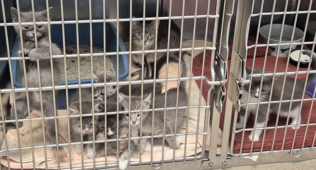 MUFASA - Domestic Short Hair available for adoption