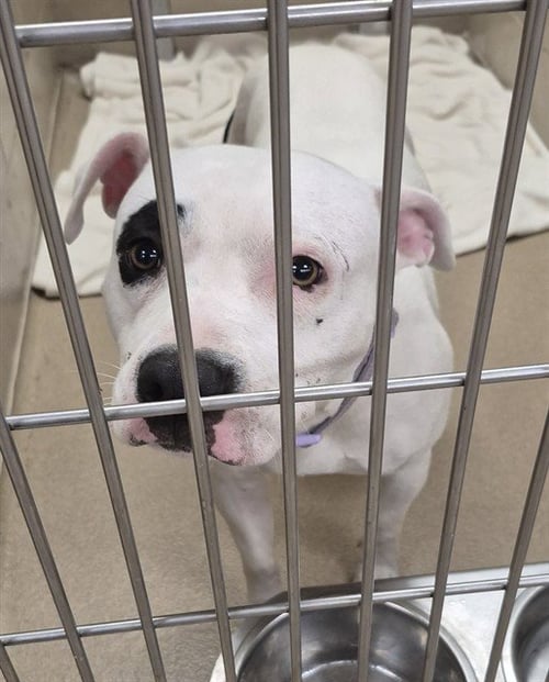 KODAK BLU - Pit Bull Terrier available for adoption