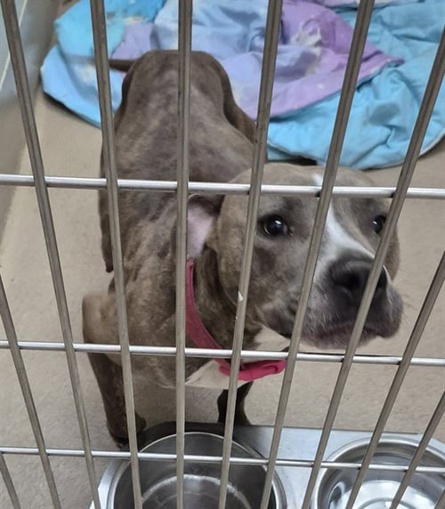 LOLA - Pit Bull Terrier available for adoption