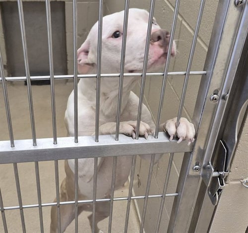 OPAL - Pit Bull Terrier available for adoption