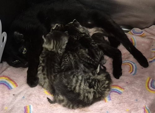 PEPPER - Domestic Short Hair available for adoption