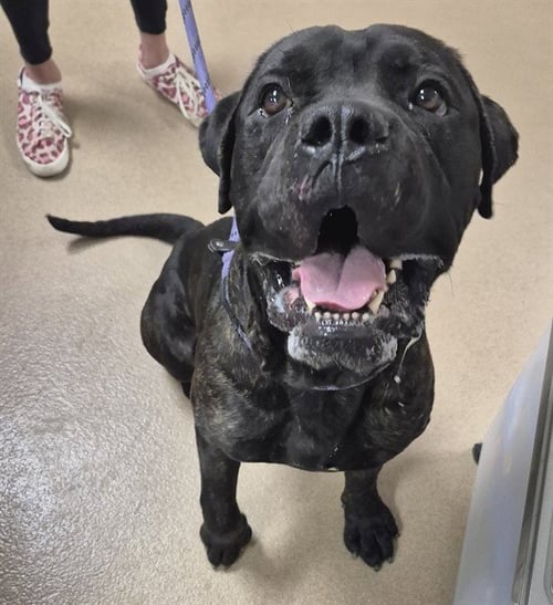 BIG X - Mastiff available for adoption