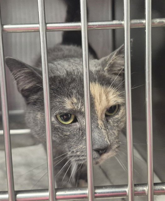 LILLY - Domestic Short Hair available for adoption