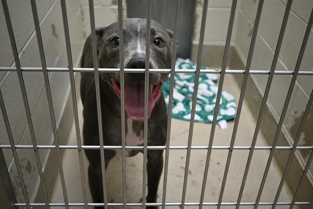 PINKY - Pit Bull Terrier available for adoption