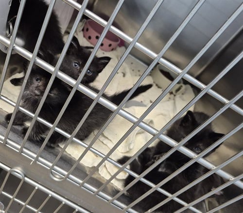 MAUI - Domestic Short Hair available for adoption