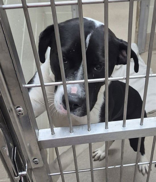 MAIL MAN - Pit Bull Terrier available for adoption