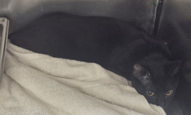 GRETEL - Domestic Short Hair available for adoption