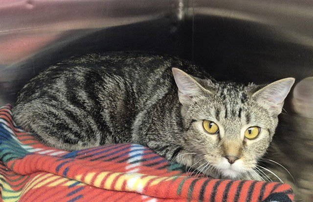 HINGE - Domestic Medium Hair available for adoption