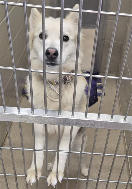 ECHO - German Shepherd Dog / Husky available for adoption