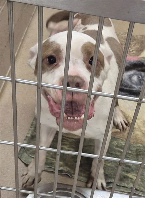 SERENA - Pit Bull Terrier available for adoption