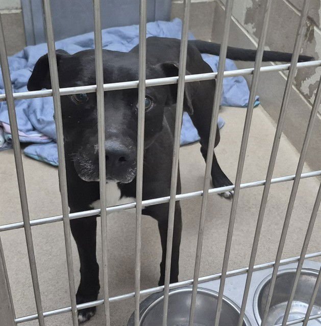 PUZZLE PIECE - Pit Bull Terrier available for adoption