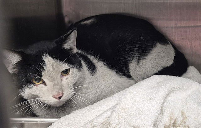 TINDER - Domestic Short Hair available for adoption