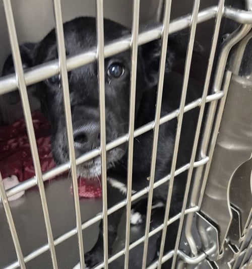 COBBLEPOT - Pit Bull Terrier available for adoption