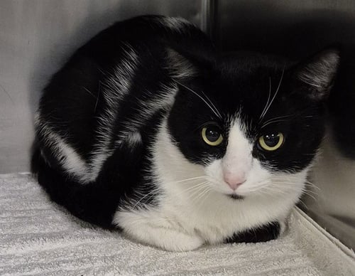 RONALD - Domestic Short Hair available for adoption